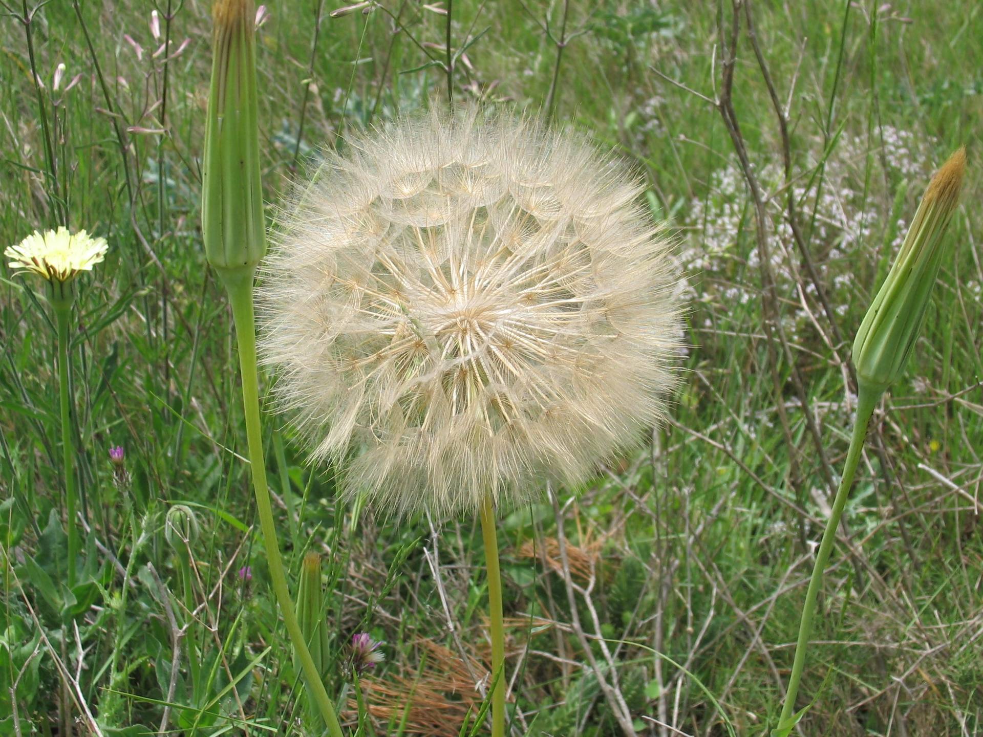 Annexe Tragopogon sp.jpg