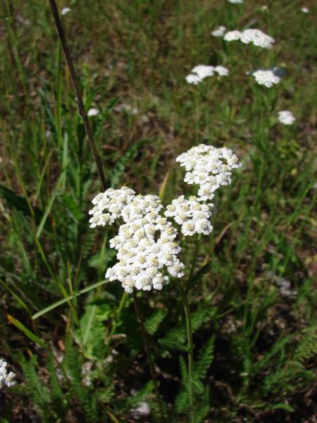 Annexe achillée.jpg