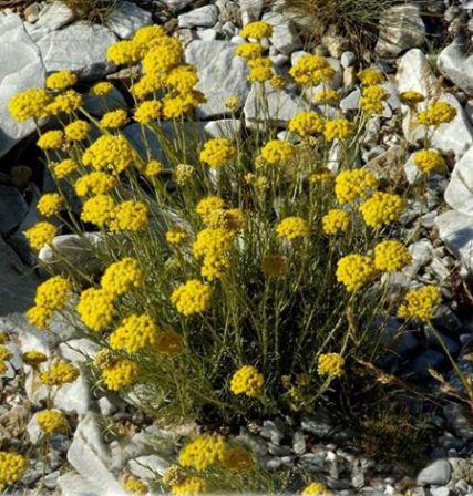 Annexe -helichryse-italienne_m.jpg