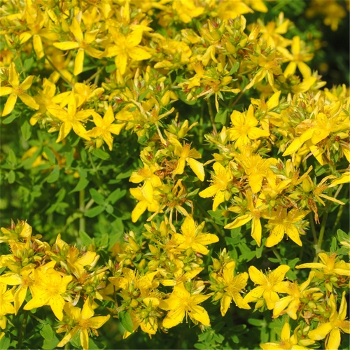 Annexe I-Autre-22192_1200x1200-millepertuis-perfore-ab.net.jpg