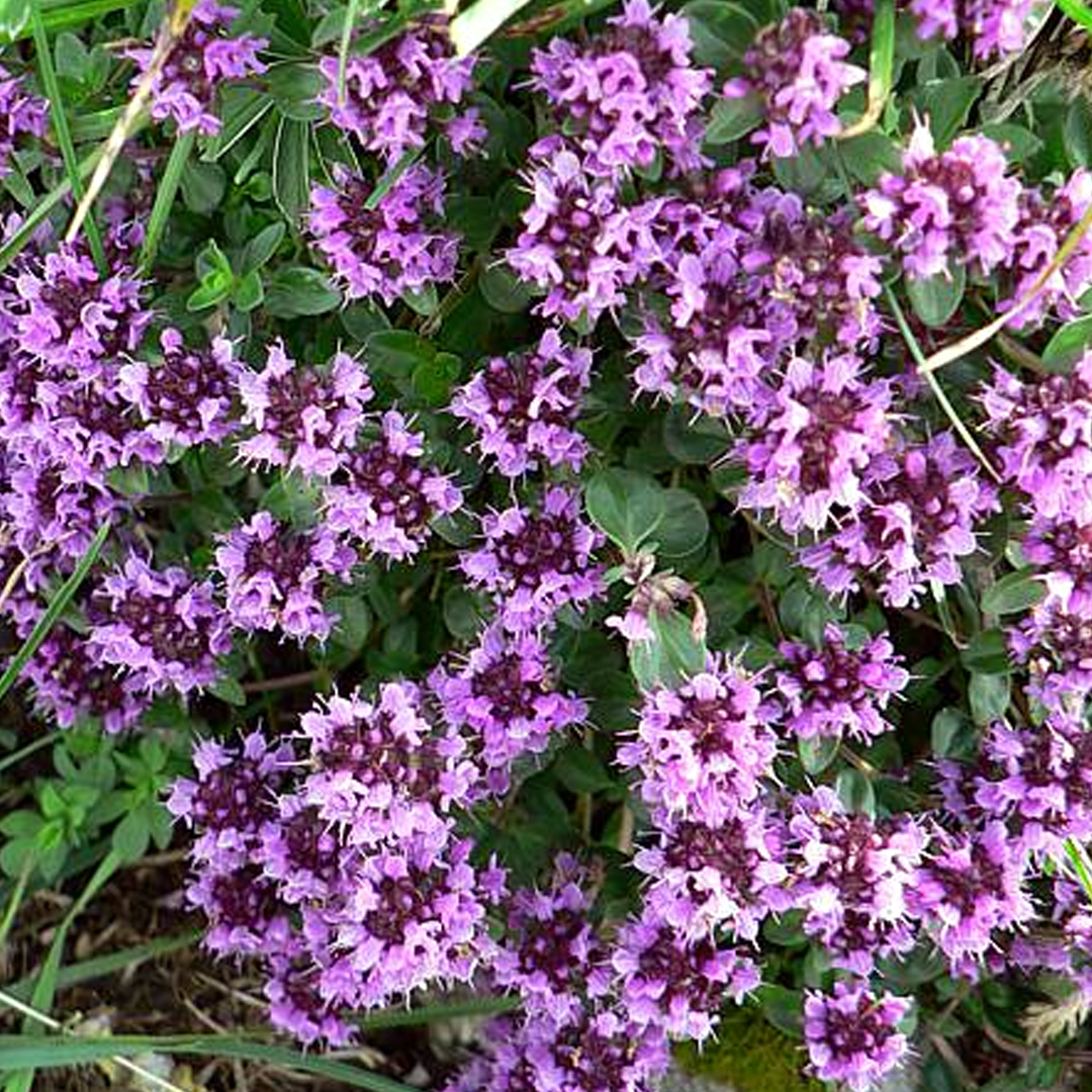 Annexe thym-serpolet.jpg