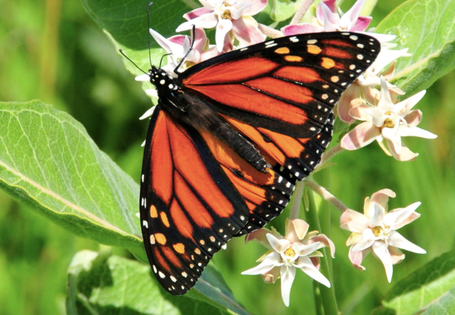 Annexe Capture-d’écran-2017-07-24-à-11.28.21.png