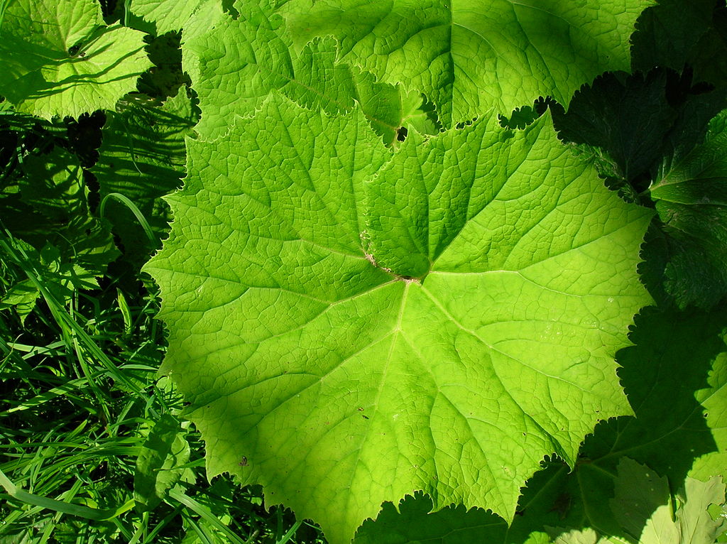 Annexe Petasites_hybridus_leaf.JPG