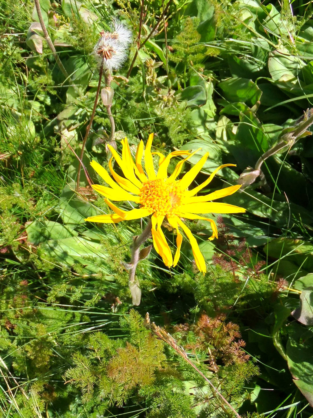 Annexe arnica-100.JPG