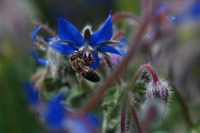 Annexe DSC_8774.jpeg