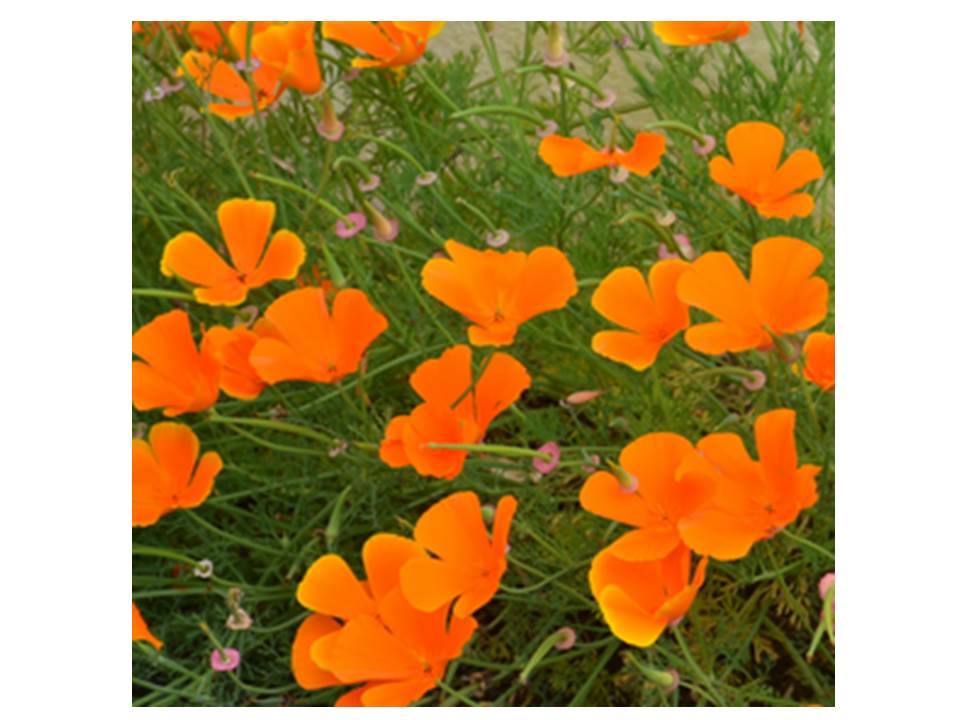 Annexe Diapositive1.JPG