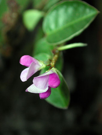 Annexe SITE PIC DESMODIUM Fleur.jpg