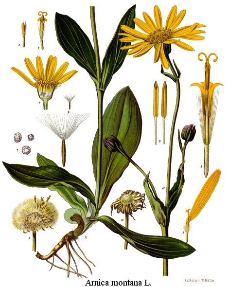 Annexe arnica-root1.jpg