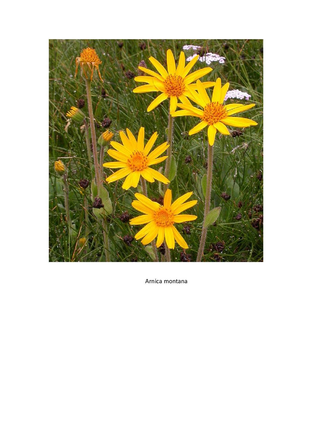 Annexe arnica montana.jpg