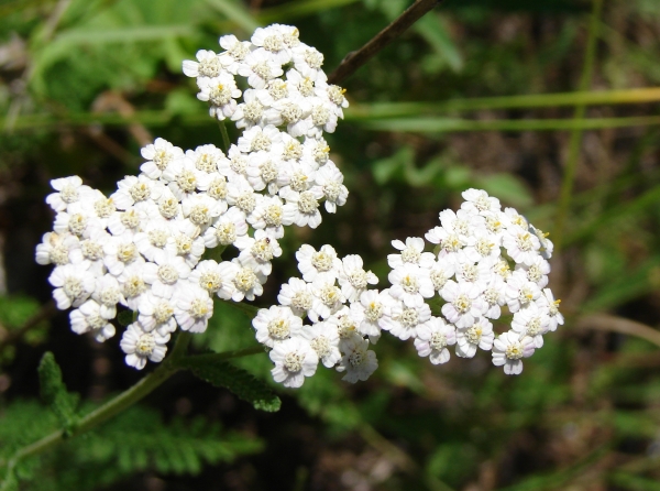 Annexe httpsapi.tela-botanica.orgimg000093998L.jpg