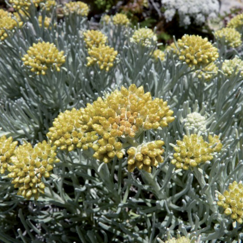 Annexe plantes_0031_Hélichryse.jpg