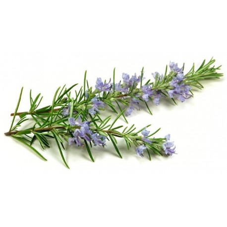 Annexe romarin-verbenone.jpg