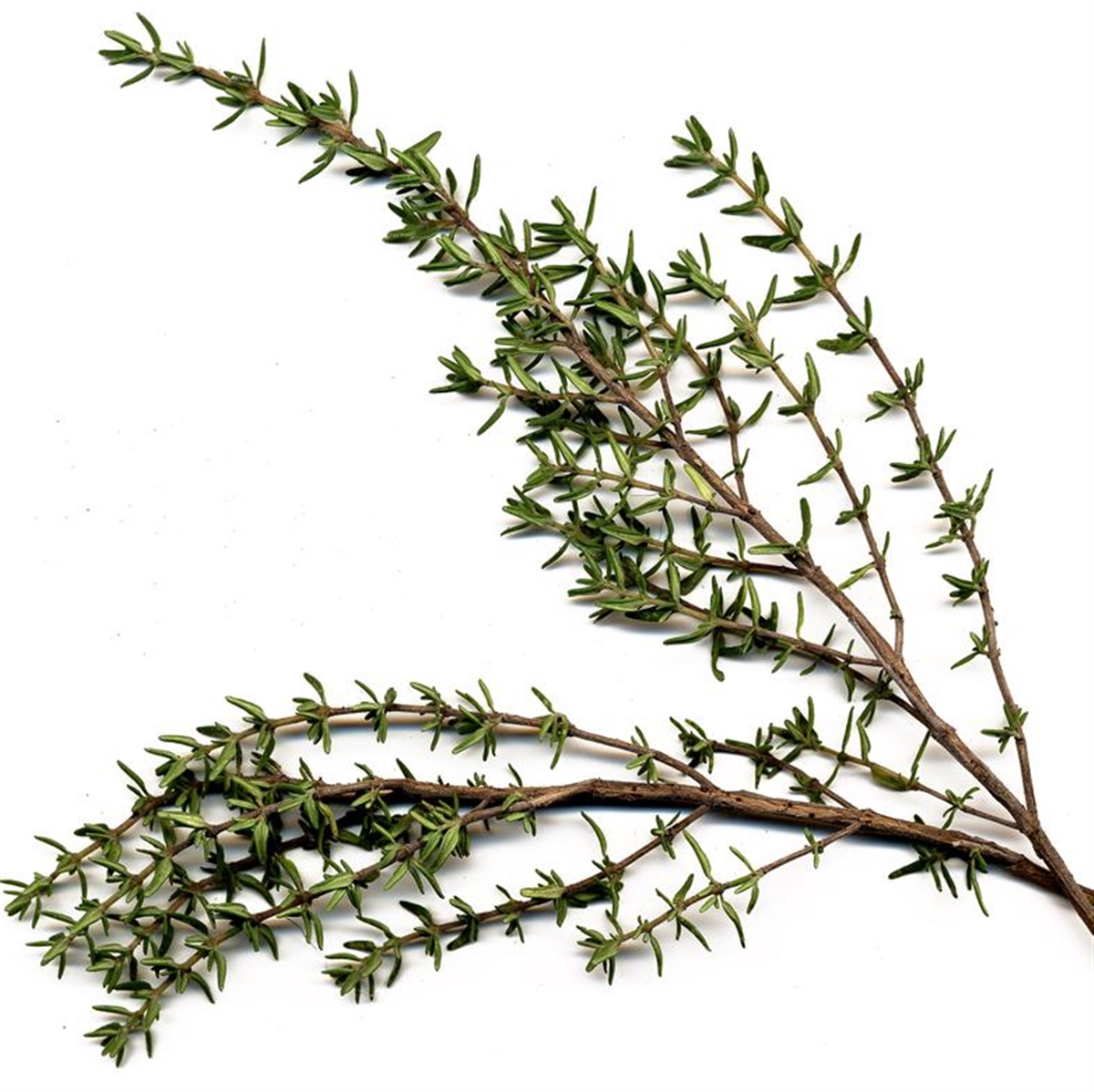 Annexe I-Autre-4386_1200x1200-thym-commun-ab.net.jpg