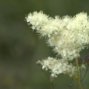 Annexe reine des pres.jpg