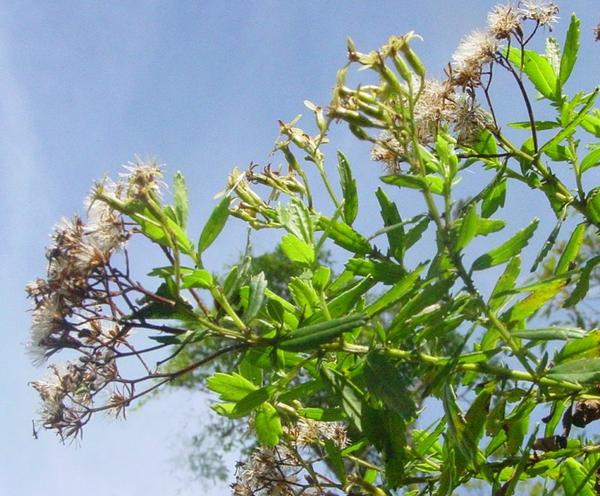 Annexe hubertia_ambavilla_31_reference.jpg