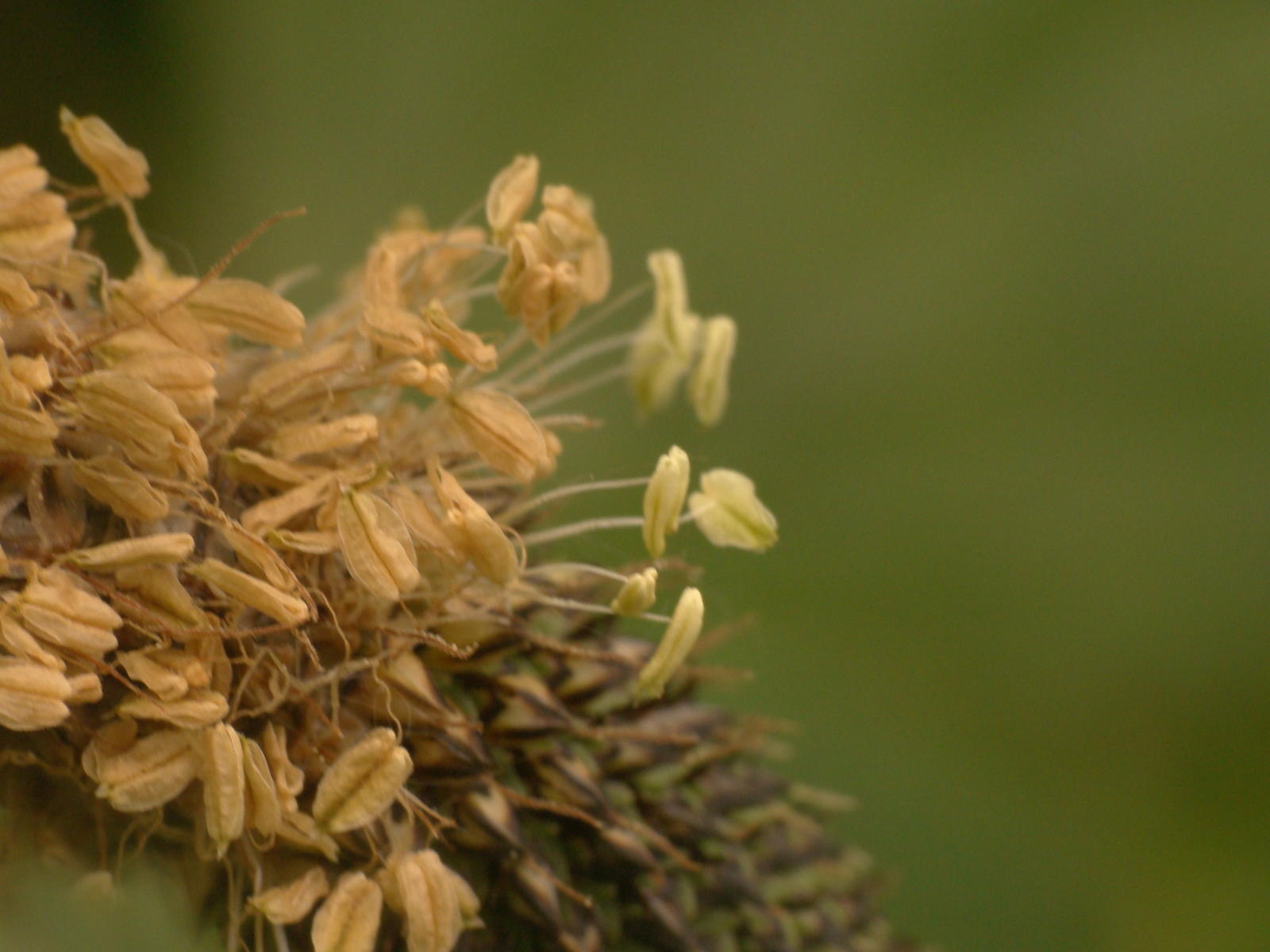 Annexe fleurs plantain.jpg