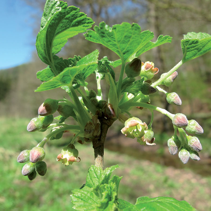Annexe 2 4 Cassissier fleurs.jpg