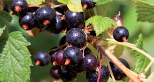 Annexe 2 4 Cassissier fruits.jpg