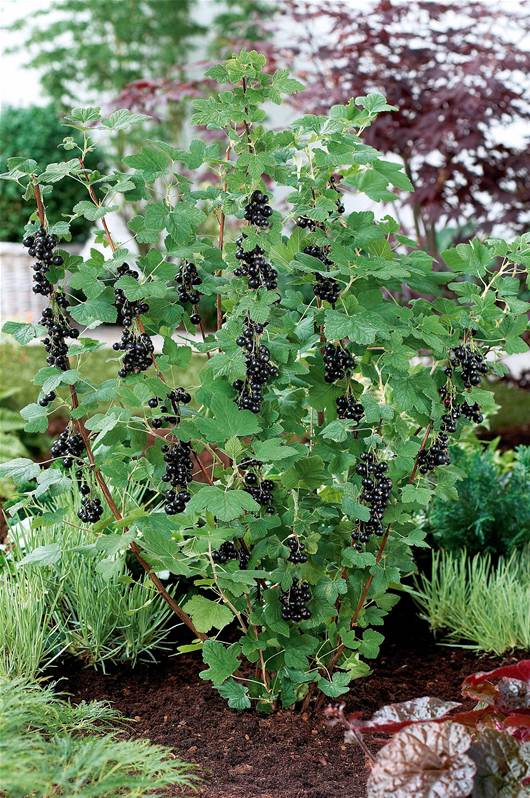 Annexe 2 4 Cassissier plant.jpg