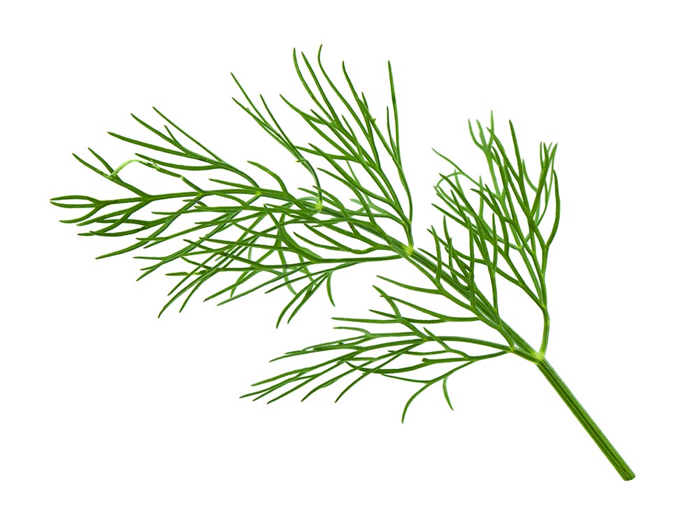 Annexe aneth feuille.jpg