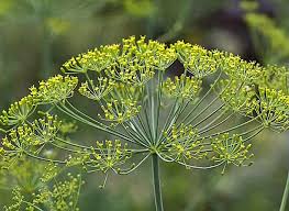 Annexe aneth rustica.jpeg