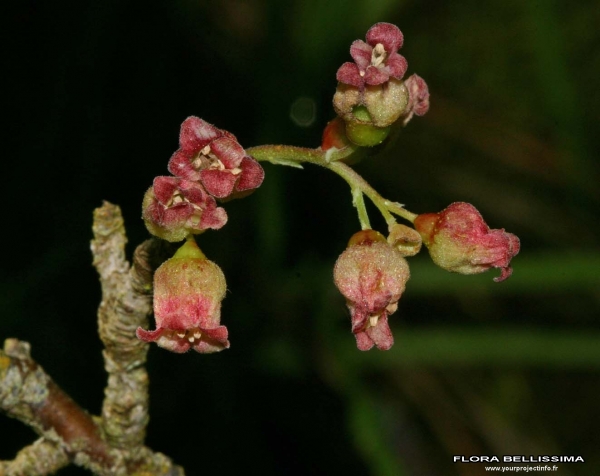 Annexe img_000174811L.jpg