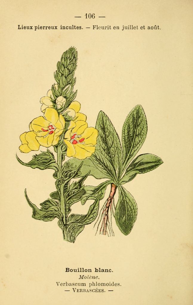 Annexe dessin-fleurs-prairies-champs-bois-bouillon-blanc-verbascum-phlmoides-molene.jpg