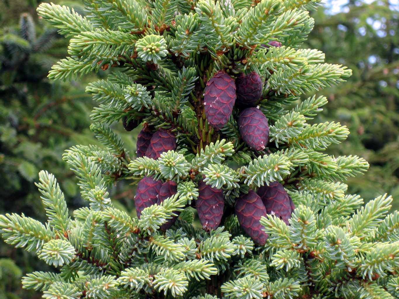 Annexe Picea_mariana_cones.jpg