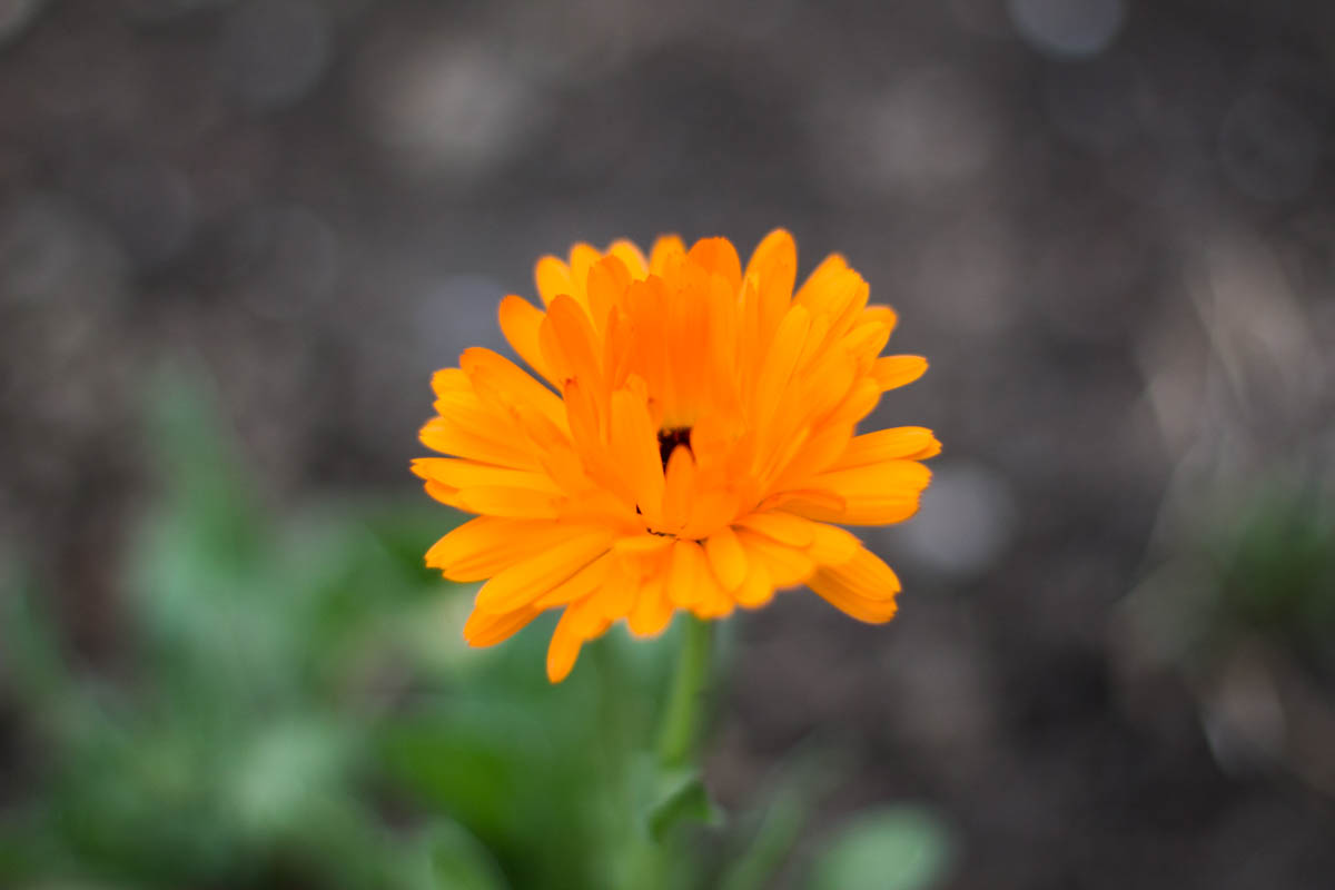 Annexe 07042016-IMG_0660.jpg