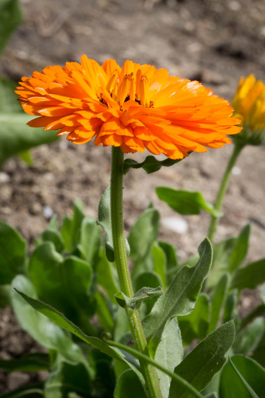 Annexe 21042016-IMG_1223.jpg