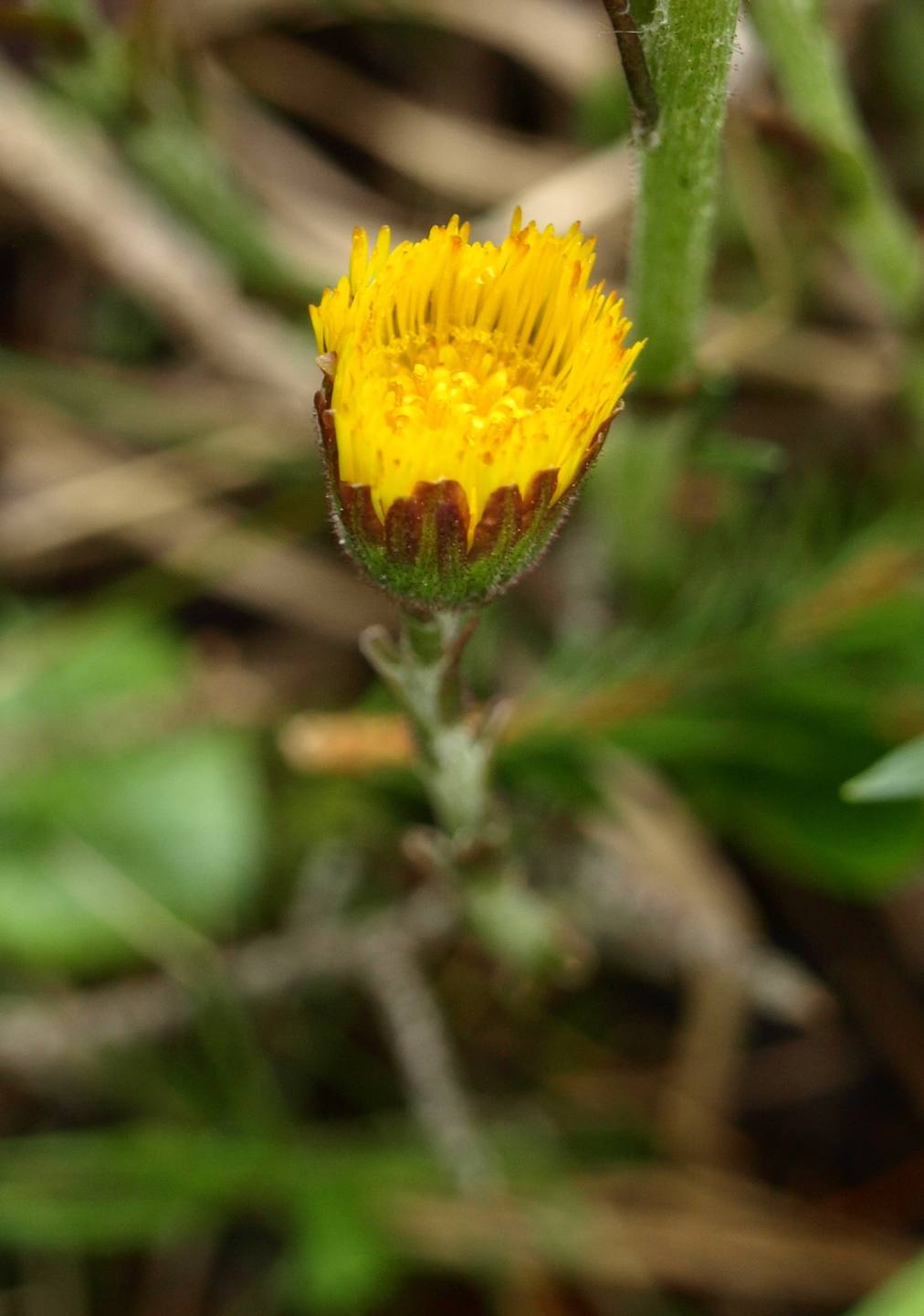 Annexe P5204242 Lac de Gayme fleur de Tussilage (2).JPG
