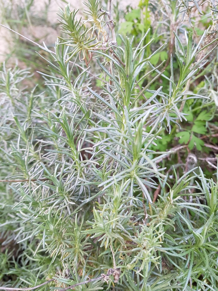 Annexe 20180405_175051-756x1008.jpg