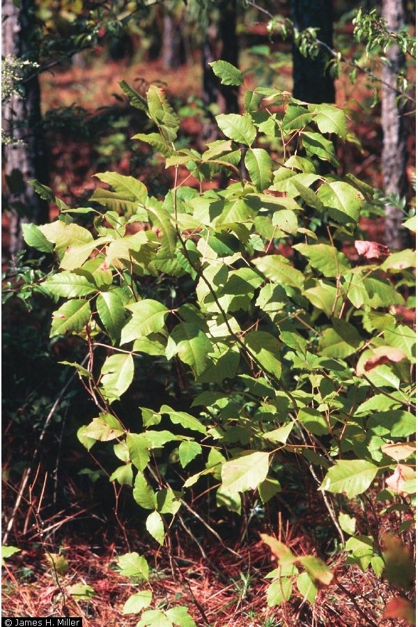 Annexe Herbe_a_puce.jpg