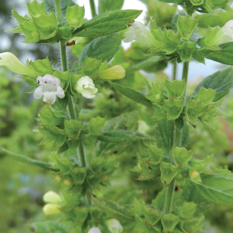 Annexe plantes_0025_Mélisse-768x768.jpg