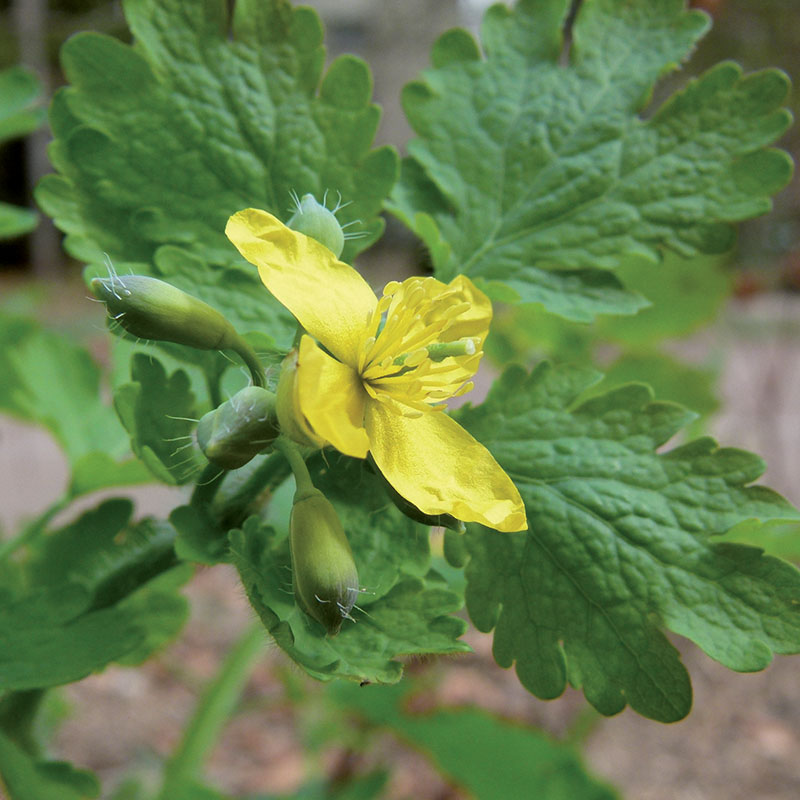 Annexe plantes_0048_Chélidoine.jpg