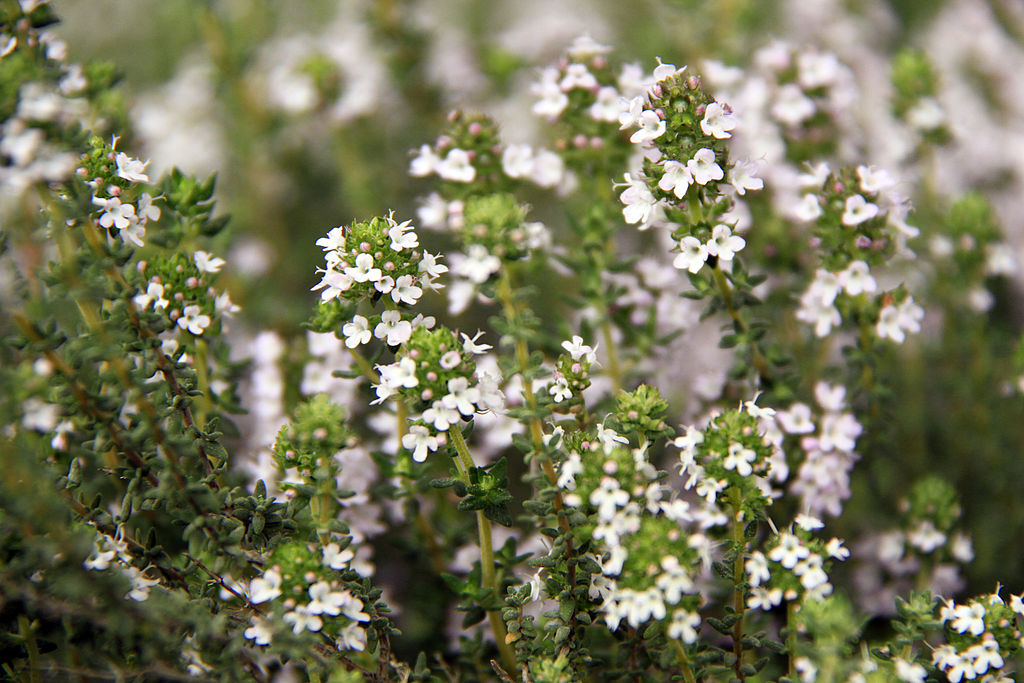 Annexe Fleurs de thym.JPG