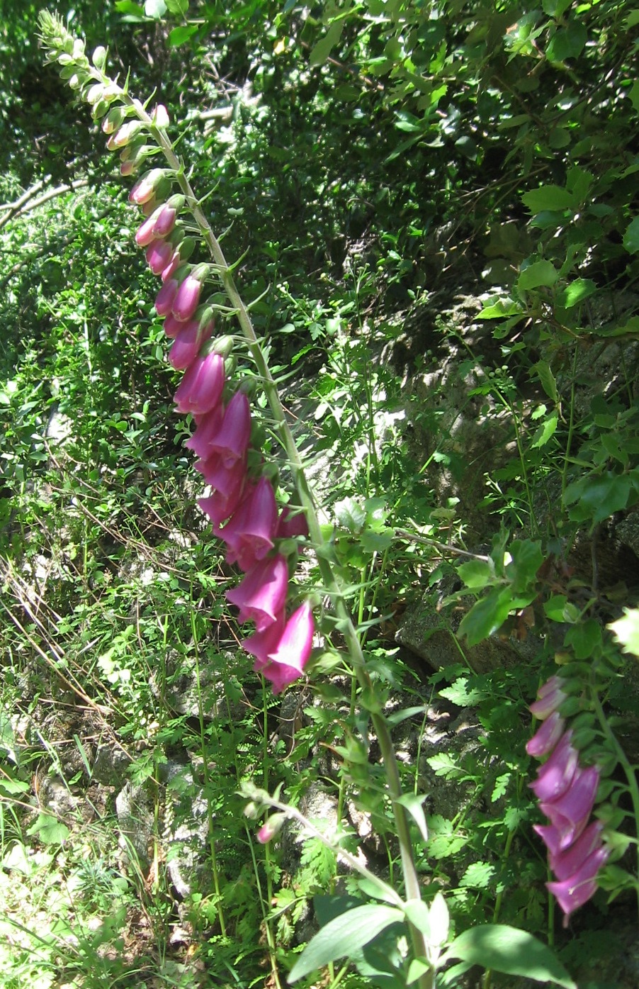 Annexe Foxglove 2.jpg