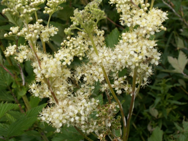 Annexe img_000082147L[1].jpg