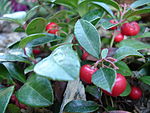 Annexe 150px-Gaultheria_procumbens.JPG