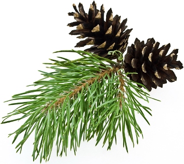 Annexe huile-essentielle-epinette-noire-bio-01.jpg