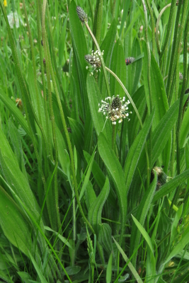 Annexe plantain-cccd9.jpg