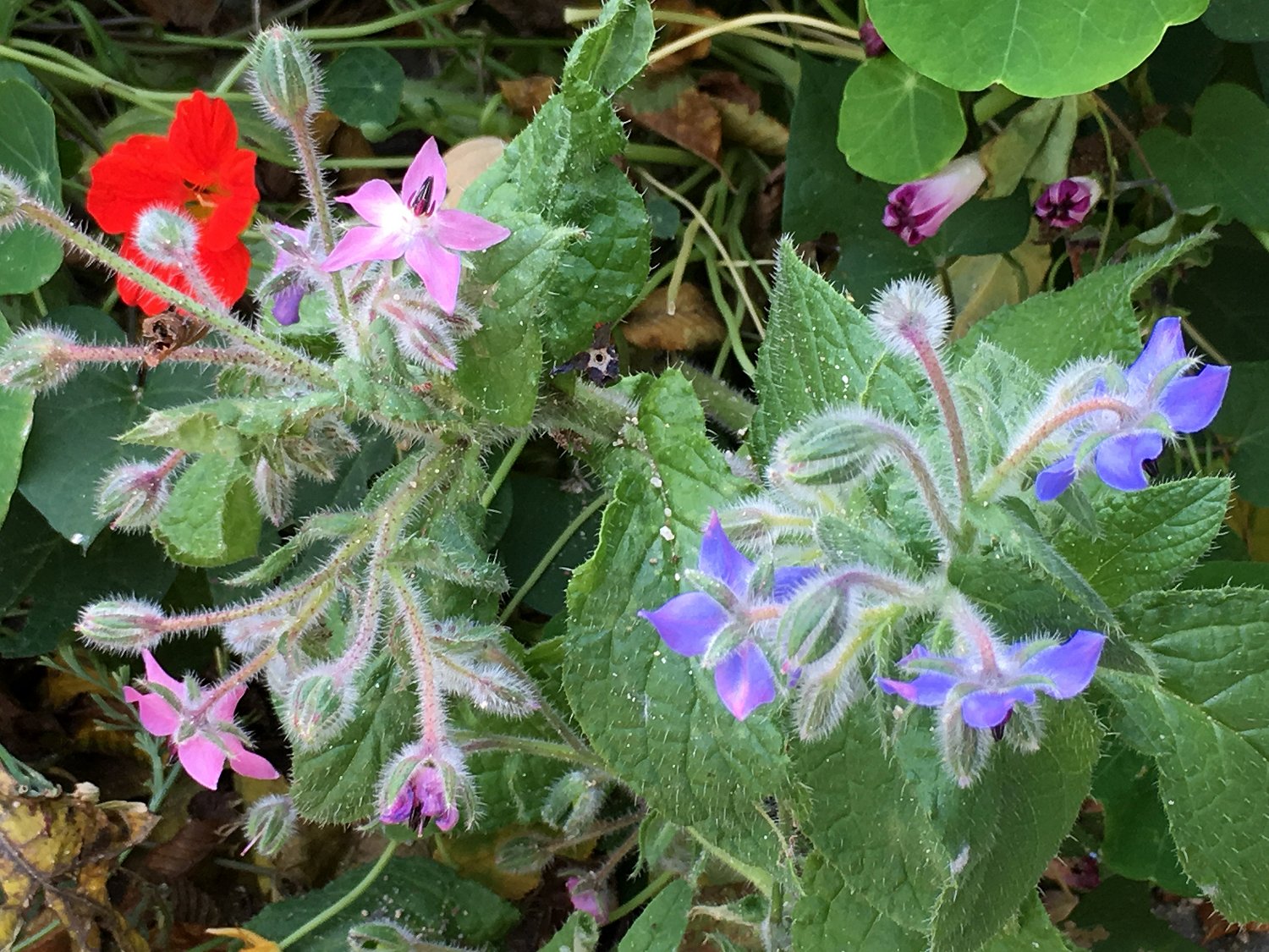 Annexe Bourrache officinale Paris 12_iph_0666.jpg