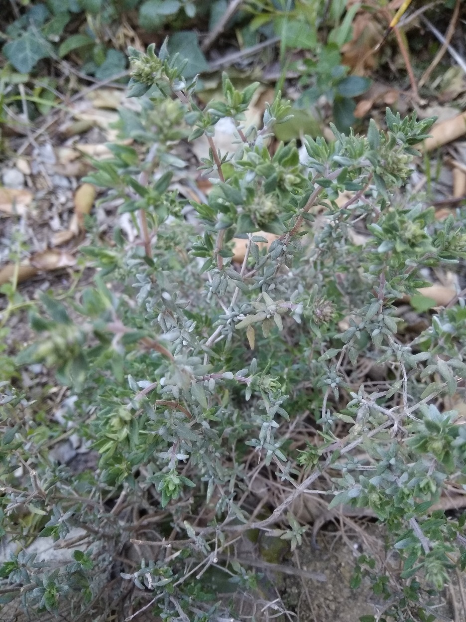 Annexe thym.jpg