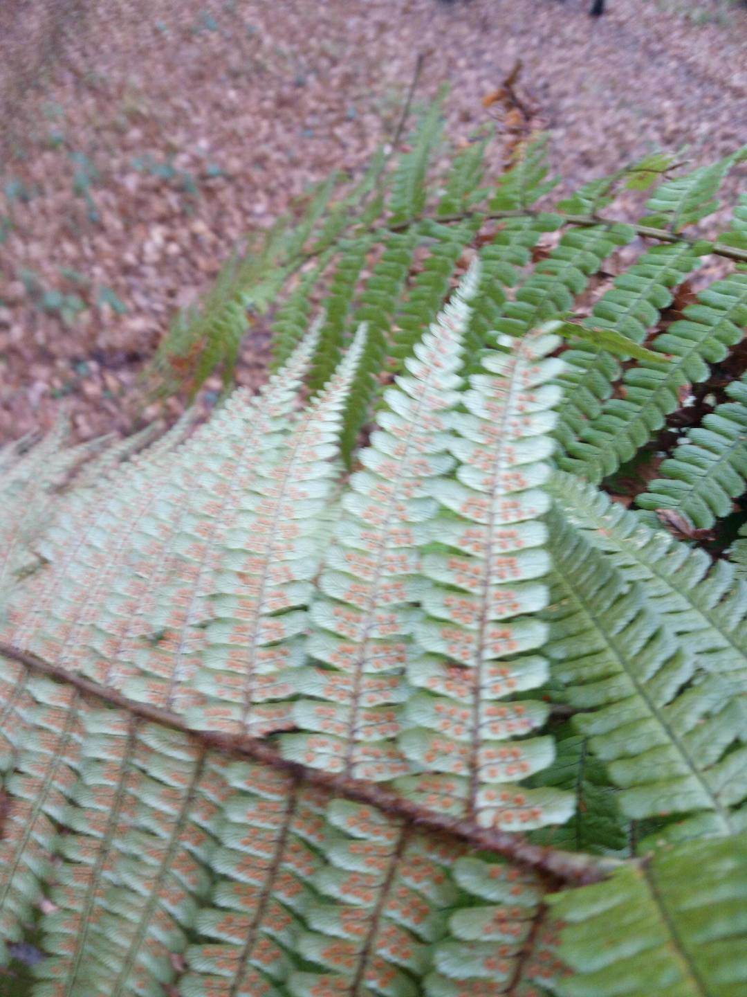 Annexe Dryopteris_filix_mas_01.JPG