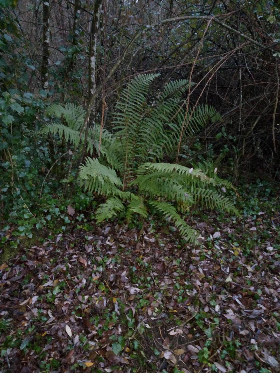 Annexe Dryopteris_filix_mas_02.JPG