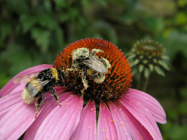 Annexe img_000080812L.jpg