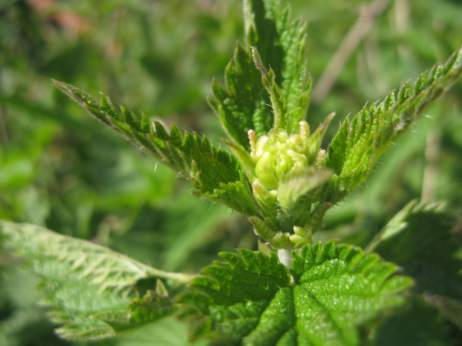 Annexe Urtica dioica L..JPG