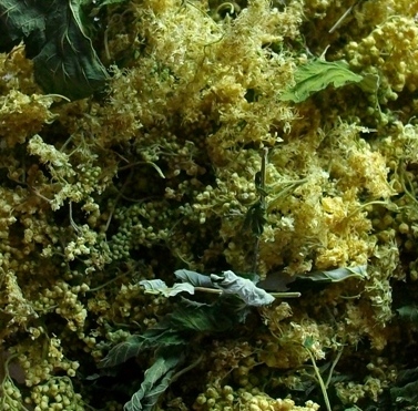 Annexe reine-des-prés.jpg