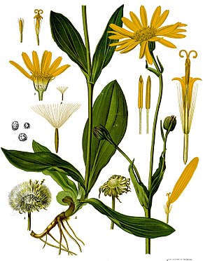 Annexe 290px-Arnica_montana_-_Köhler–s_Medizinal-Pflanzen-015.jpg
