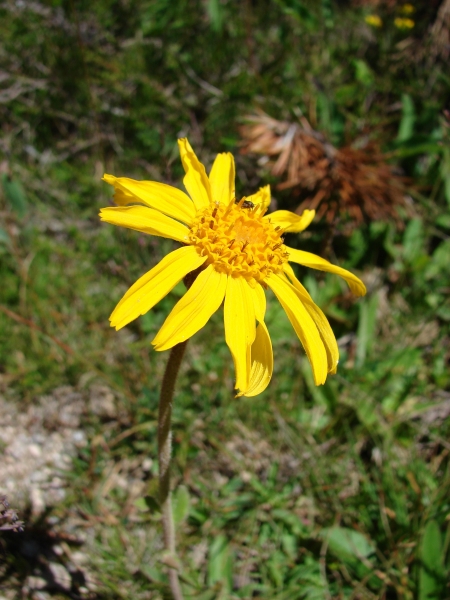 Annexe arnica.jpg